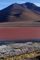 A rainbow of color, green, white, blue, maroon and brown at Colorada Lagoon with distant flamingos, Uyuni. Bolivia, South America.