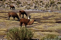As lhamas bebem a água nos pastos molhados rodeados do deserto seco de Uyuni. Bolívia, América do Sul.