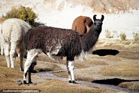 Black llama, they are not easy to get close to, they run fast, around Black Lagoon in Uyuni. Bolivia, South America.