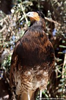 Versão maior do Alkamari, grande pássaro preto e branco com rosto laranja, vive no planalto andino, o zoológico de Oruro.