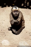 Versão maior do O macaco de Capuchin, vidas em regiões tropicais e subtropicais, vê-os no jardim zoológico de Oruro ou o mato.