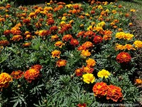 Flores cor-de-laranja em setembro em Praça Zudanez em Sucre. Bolívia, América do Sul.
