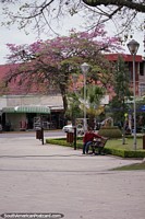 Bolivia Photo - Nice trees in the Plaza 12 of August in Yacuiba.