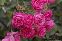 Rosa da China, variedade rosa na Praa Bolivar em Villamontes.
