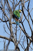 Papagaio falante, verde com olhos amarelos, natureza em Camiri.