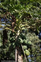 Papaya que crece en Camiri bajo un dosel de hojas grandes.