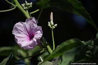 Ipomoea cairica, una flor de color violeta claro con muchos nombres, flor de Camiri.