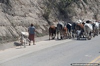 Uma mulher transporta gado pela estrada principal em torno de Gutierrez, ao sul de Abapo.