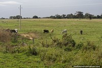 O gado pasta na zona rural ao redor de Zanja Honda, ao sul de Santa Cruz.