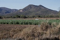 Crops being cultivated around Muyurina, north of Vallegrande.