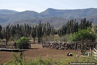 Muitos cactos crescendo em terras e terrenos acidentados ao redor de Mataral, ao norte de Vallegrande.