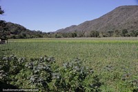 Great land to grow crops around Hierba Buena, north of Samaipata.