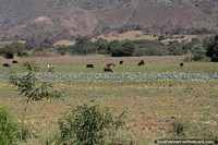 Hermoso campo con ganado y cultivos alrededor de Mairana cerca de Samaipata.