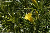 Cascabela Thevetia, linda flor amarela mas venenosa, crescendo em Vallegrande.