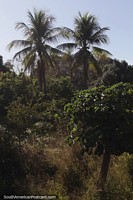 Palmeiras e natureza no parque urbano de Robore.