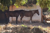 Pair of horses rest under shady trees beside the train station in Robore.