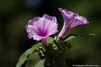 Ipomoea cairica, planta enredadera con flores de lavanda que crece en Robor.