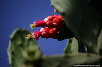 Especies de cactus Opuntia cochenillifera que crecen en Robor.
