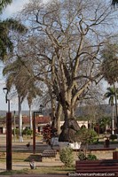 Big bottle trees in the Plaza Principal in San Jose de Chiquitos.