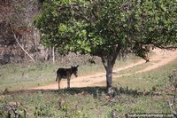 Burro fica sob uma rvore frondosa na zona rural ao norte de San Ignacio de Velasco.