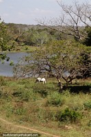 Los caballos pastan en el campo alrededor de Cruz de Soliz.