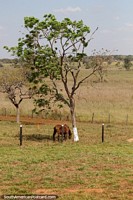 Bela paisagem ao redor de Villa Nueva, um cavalo debaixo de uma rvore.