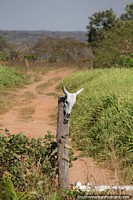 Crneo de vaca en un poste en el campo alrededor de San Fernando.