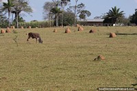 Un campo de hormigueros en una finca alrededor de Los Potreros.