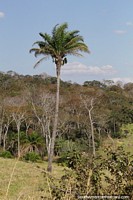 Palm tree in countryside around San Javier.