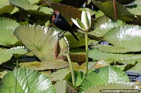 Vermilion Flycatcher, small black and brown bird on lily leaves in the Pantanal.