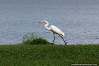 Great Egret catches a fish at the lagoon in Tres Lagoas.