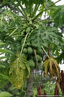 Papaya tree with bunches of fruit growing in Tres Coracoes.
