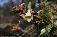 Plant life and flowers on the hills at 1440 meters above sea in Sao Tome das Letras.
