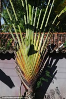 Traveller's Palm, tree shaped like a fan growing in Arraial d'Ajuda.