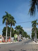 A rua alinha-se com palmeiras em Corumba. Brasil, América do Sul.