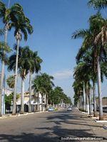 Street lined with palm trees in Corumba, picture 2. Brazil, South America.