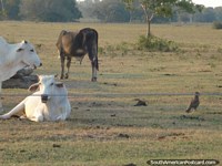 A pair of white cattle in a field in the Pantanal. Brazil, South America.