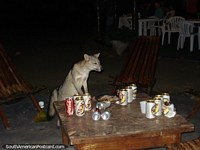 Uma raposa visita a fazenda de Santa Clara para festejar e beber a sobra, o Pantanal. Brasil, América do Sul.
