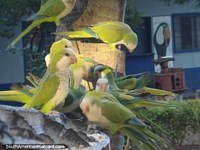 Brazil Photo - Noisy parakeets visiting the farm to eat grain in the Pantanal.