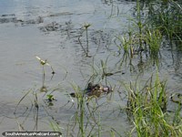 A beady eyed caiman in the river amongst reeds in the Pantanal.