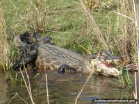 Brazil Photo - An alligator on the river bank in the Pantanal.