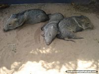 Larger version of The 3 little pigs at Santa Clara farm, Pantanal.
