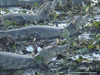 Brazil Photo - Caiman soaking in the cool mud and lily leaves, Pantanal.