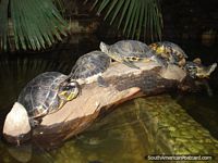 Turtles on a wooden bridge. Brazil, South America.