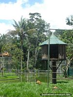 Os macacos jogam na sua grande área no meio do Jardim zoológico CIGS em Manaus. Brasil, América do Sul.