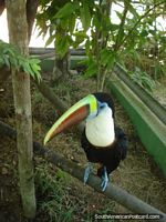 Versión más grande de Tucan en el Zooilógico CIGS, Manaus.