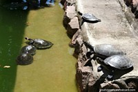 Small turtles in a pond at plaza Praca do Centenario in Santarem. Brazil, South America.