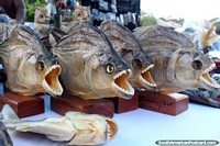 Piranha secada com dentes agudos, as lembranças em Alter do Chao perto de Santarem. Brasil, América do Sul.