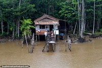 Versão maior do Uma casa simples no mato de Amazônia com um prato de satélite.