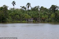 Casa de madeira rodeada de um mar de palmeiras no Amazônia, ao oeste de Belém. Brasil, América do Sul.